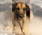 Small #2 Mastador