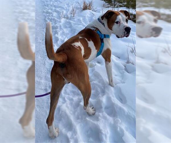 Medium Photo #2 Boxer Puppy For Sale in Frisco, CO, USA