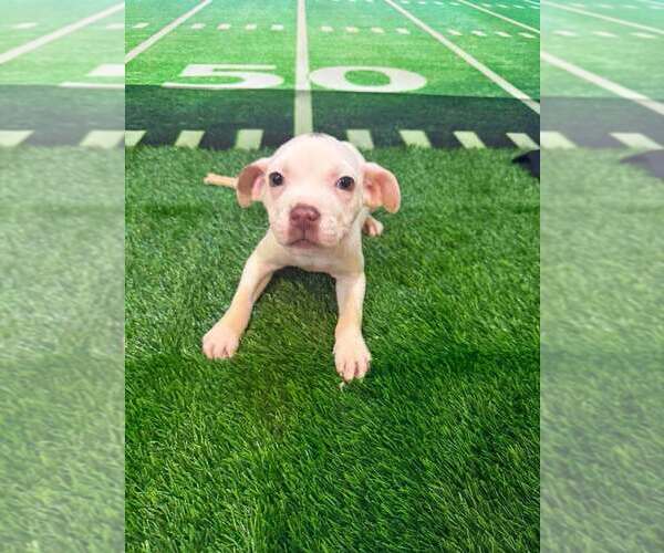 Medium Photo #5 Mutt Puppy For Sale in New York, NY, USA