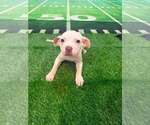 Small #4 Mutt