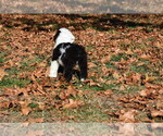 Small Photo #13 Old English Sheepdog Puppy For Sale in MARIONVILLE, MO, USA