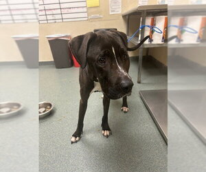 Great Dane-Labrador Retriever Mix Dogs for adoption in Bullard, TX, USA