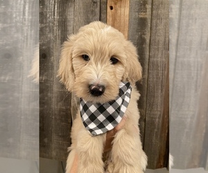 English Cream Golden Retriever-Poodle (Standard) Mix Puppy for sale in ANAHEIM, CA, USA