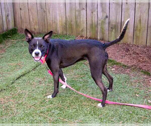 Medium Photo #2 Boxer-Unknown Mix Puppy For Sale in Kennesaw, GA, USA