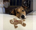 Small #3 Collie-Coonhound Mix