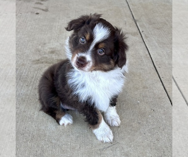 Medium Photo #7 Miniature Australian Shepherd Puppy For Sale in CANTON, TX, USA