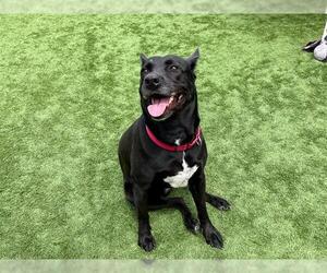 SHEILA - Female German Shepherd Dog Dog for Adoption - Photo #3