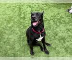 Small #2 German Shepherd Dog