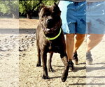Small #3 Mutt