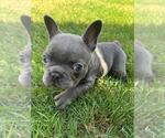 Image preview for Ad Listing. Nickname: Olive