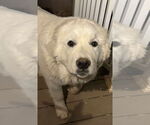 Small #2 Great Pyrenees