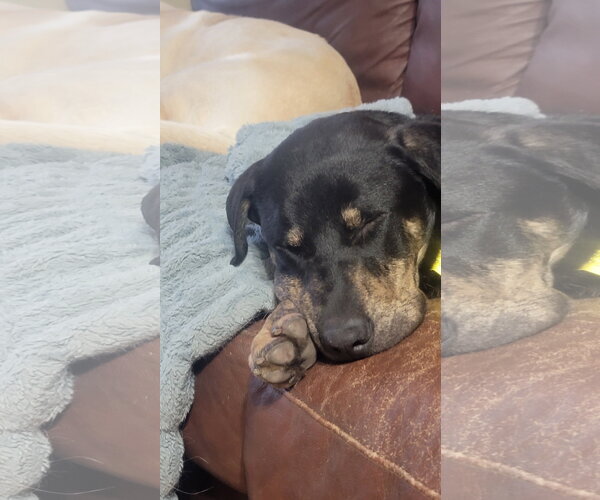 Medium Photo #5 Mutt Puppy For Sale in Sandy, UT, USA