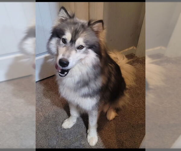 Medium Photo #7 - Mix Puppy For Sale in Newfoundland, PA, USA