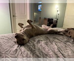 Small #2 Catahoula Leopard Dog Mix