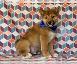 Pom-Shi Puppy for sale in LANCASTER, PA, USA