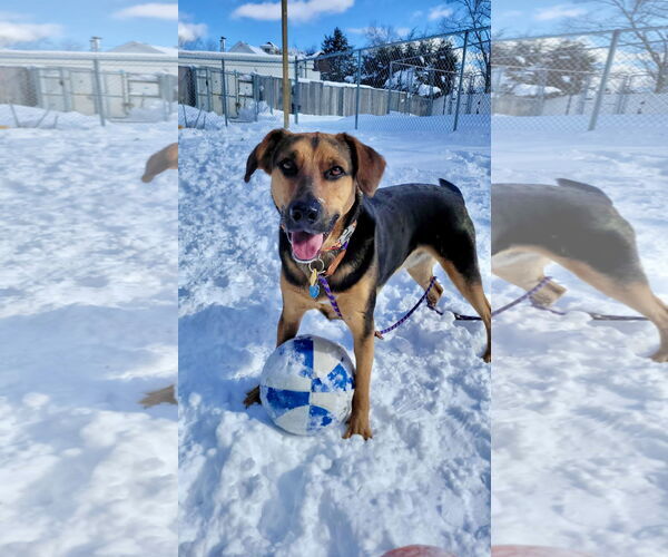 Medium Photo #2 Mutt Puppy For Sale in Rockaway, NJ, USA