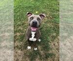 Small #2 American Pit Bull Terrier Mix