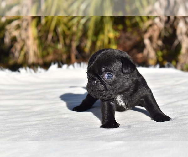 Medium Photo #2 Pug Puppy For Sale in PALM COAST, FL, USA