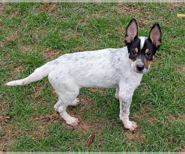 Medium Photo #6 Mutt Puppy For Sale in Lakewood, CO, USA