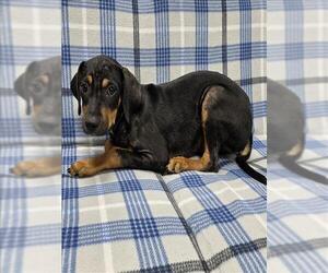 Labbe Dogs for adoption in Grovetown, GA, USA