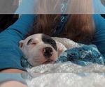 Small Photo #1 American Pit Bull Terrier Puppy For Sale in ALPENA, MI, USA