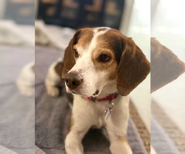 Medium Photo #17 Beagle Puppy For Sale in Dunnellon, FL, USA
