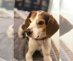 Small #16 Beagle