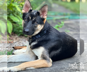 German Shepherd Dog-Unknown Mix Dogs for adoption in Washington, DC, USA
