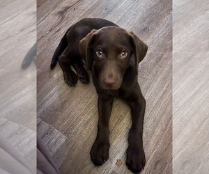 Labrador Retriever Puppy for sale in AIKEN, SC, USA