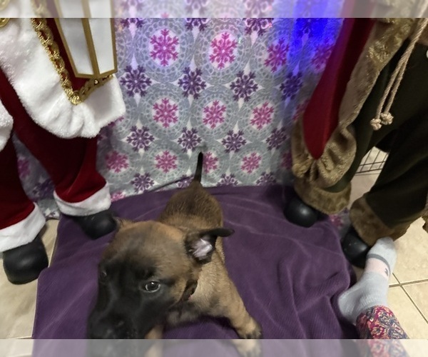 Medium Photo #28 Belgian Malinois Puppy For Sale in JACKSONVILLE, FL, USA