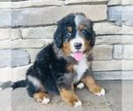 Small #3 Bernedoodle (Miniature)