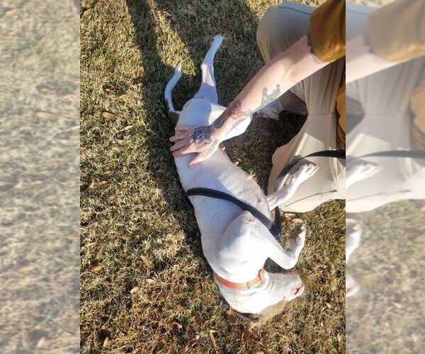 Medium Photo #2 Mutt Puppy For Sale in Bryant, AR, USA