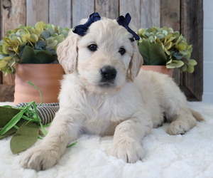 Goldendoodle Puppy for sale in HONEY BROOK, PA, USA
