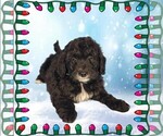 Small #1 Bernedoodle (Miniature)