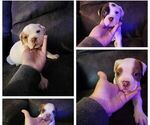 Small Photo #1 Alapaha Blue Blood Bulldog Puppy For Sale in Lindsay, Ontario, Canada