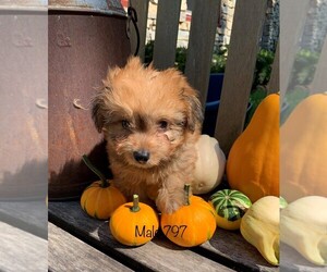 Pembroke Welsh Corgi-Poodle (Toy) Mix Puppy for sale in CLARE, IL, USA