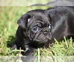 Small #3 Pug
