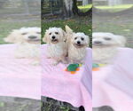 Small #11 Shih Tzu