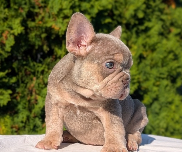 Medium Photo #2 French Bulldog Puppy For Sale in GOSHEN, IN, USA