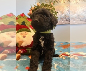 Goldendoodle Puppy for sale in NEW LONDON, NC, USA