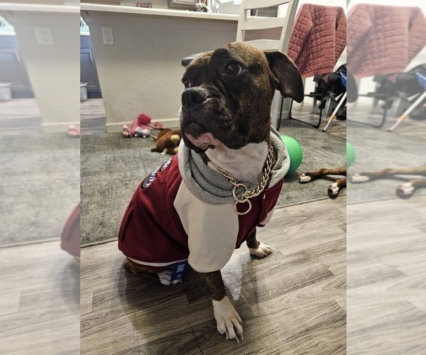 Medium Photo #1 Boxer Puppy For Sale in BRIGHTON, CO, USA