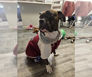 Mother of the Boxer puppies born on 05/14/2025