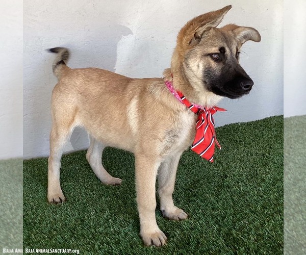Medium Photo #4 German Shepherd Dog-Unknown Mix Puppy For Sale in San Diego, CA, USA