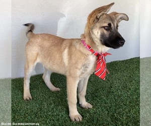 Erma - Female German Shepherd Dog-Unknown Mix Dog for Adoption - Photo #4