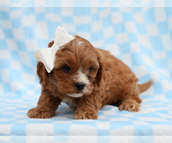Medium Photo #4 Cavapoo (Miniature) Puppy For Sale in LIBERTY, KY, USA
