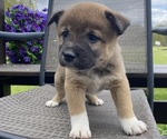Small #2 Alaskan Husky-Border Collie Mix