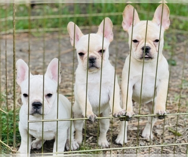 Medium Photo #2 French Bulldog Puppy For Sale in FREMONT, CA, USA