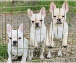Small Photo #2 French Bulldog Puppy For Sale in FREMONT, CA, USA