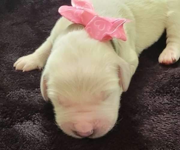 Medium Photo #2 Golden Retriever Puppy For Sale in SPARTA, NC, USA