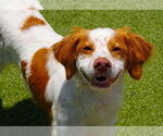 Small #2 Brittany Mix